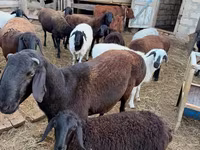 كبش, Hissar sheep — الصورة 5