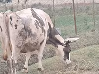 بقرة, Russian Black pied cattle — الصورة 8