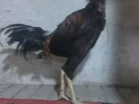 Chickens — 照片 3