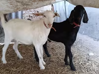 Ziegenbock, Nubian Goat — Foto 6