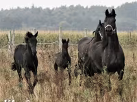 حصان, Dutch warmblood horse — الصورة 6