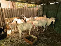 تيس, Saanen goat — الصورة 3