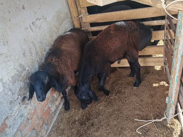 Widder, Rhon sheep