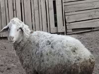 كبش, الأغنام — الصورة 1