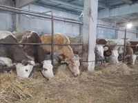 Cow, Swiss cattle — photo 3