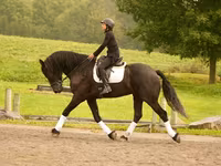 Horse (M), Friesian — photo 5