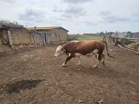 ثور, Simmental cattle — الصورة 6