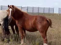 Horse (M), Horses — photo 1