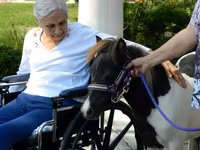 فرس, Miniature horse — الصورة 7