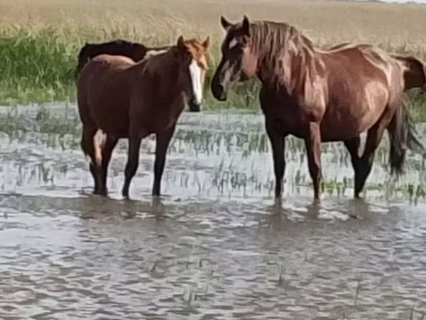 Horse (M), Vladimir heavy draft