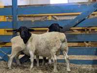 Carnero, Suffolk sheep — foto 1