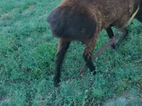 Widder, Qashqai sheep — Foto 2