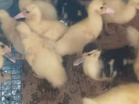 Ducks — photo 2