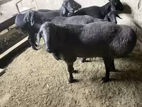 Carnero, Hissar sheep — foto 5
