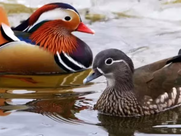 Ducks