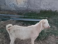 تيس, Beetal goats — الصورة 1
