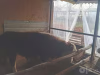 ثور, Simmental cattle — الصورة 4