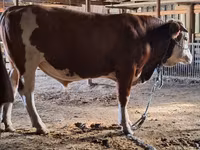 सांड, मवेशी — फ़ोटो 3