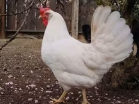 Leghorn — photo 1