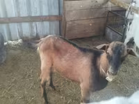 عنزة, Alpine goat — الصورة 5