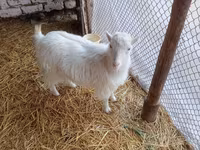 Cabra, Saanen goat — foto 1