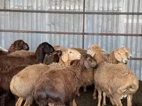 Carnero, Arashan sheep — foto 8