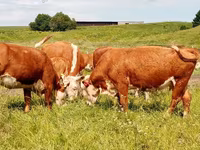 母牛, Swiss cattle — 照片 6