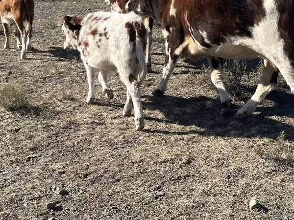 Kuh, Simmental cattle