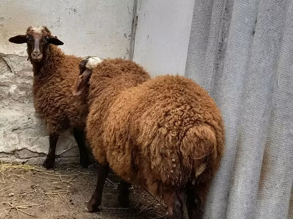 Ram, Sheep