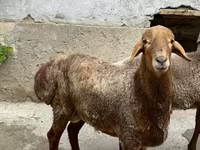 أغنام (دفعة، الجنس غير محدد), الأغنام — الصورة 2