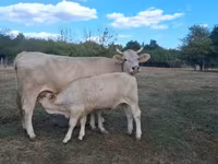 母牛, Brown Carpathian breed — 照片 1