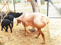 Ram, Arashan sheep — photo 4