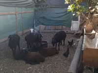 Widder, Arabi sheep — Foto 2