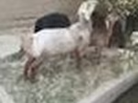 كبش, Edilbay sheep — الصورة 8
