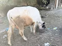 公牛, Cattle — 照片 2
