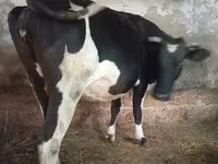 Cow, Russian Black pied cattle — photo 1