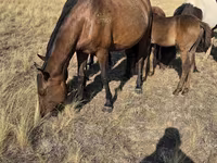 Yegua, Kazakh horse — foto 6