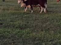 Bull, Kazakh White-headed cow — photo 2