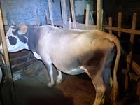 Kuh, Simmental cattle — Foto 1