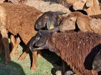 ناقة, الجمال — الصورة 2