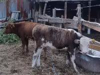 सांड, Simmental cattle — फ़ोटो 2