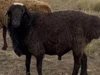 Widder, Kazakh fat-tailed coarsewool sheep — Foto 1