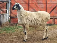 Widder, Hissar sheep — Foto 1