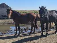 Caballo, Kazakh horse — foto 4