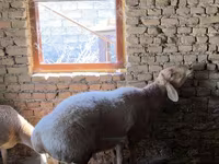 Ram, Arashan sheep — photo 1