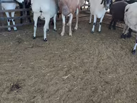 绵羊（批次，未指定性别）, Sheep — 照片 2