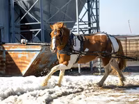 Horse (M), Pinto horses — photo 2