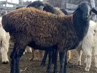 نعجة, Edilbay sheep — الصورة 2