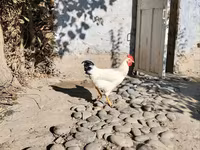 Chickens — Foto 2
