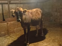 母牛, Azerbaijani zebu — 照片 6
